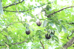 Aristolochia maxima