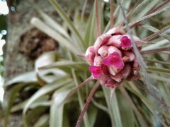 Tillandsia gardneri