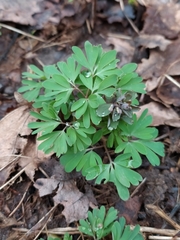 Corydalis solida