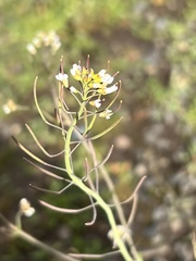 Arabidopsis thaliana