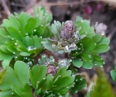 Corydalis solida