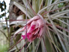 Tillandsia gardneri