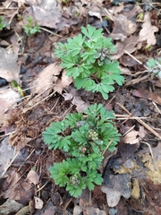 Corydalis solida