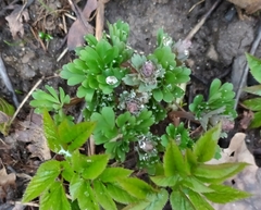 Corydalis solida