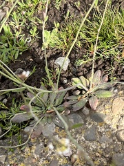 Arabidopsis thaliana