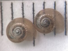 Glyphyalinia wheatleyi