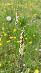 Alopecurus myosuroides