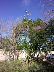 Agave fourcroydes