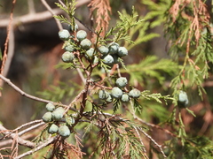 Juniperus poblana