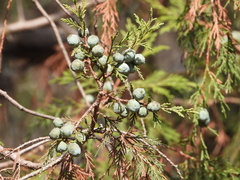 Juniperus poblana