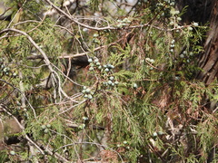 Juniperus poblana