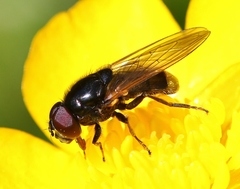 Cheilosia albitarsis