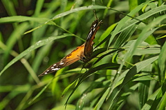 Paralethe dendrophilus