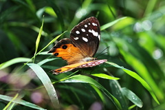 Paralethe dendrophilus