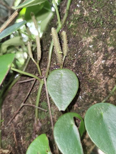 Peperomia peltilimba