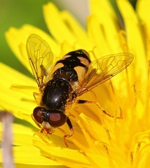Parhelophilus rex