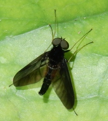 Chrysopilus velutinus