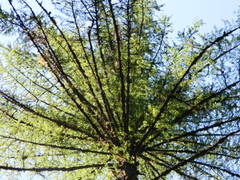 Larix occidentalis