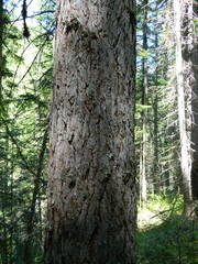 Larix occidentalis