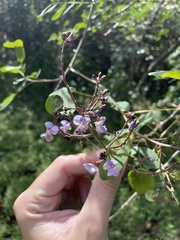 Machaerium lunatum