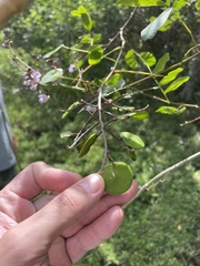 Machaerium lunatum