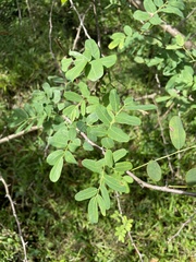 Machaerium lunatum