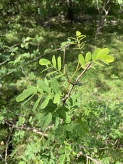 Machaerium lunatum