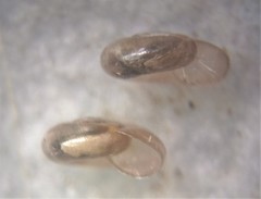Glyphyalinia wheatleyi