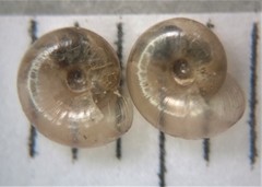Glyphyalinia wheatleyi