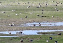 Anser albifrons albifrons