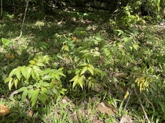 Libidibia monosperma