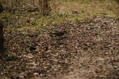 Turdus merula