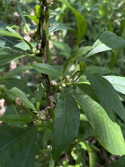 Struchium sparganophorum