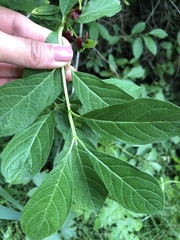 Lonicera involucrata involucrata