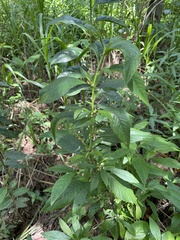 Struchium sparganophorum