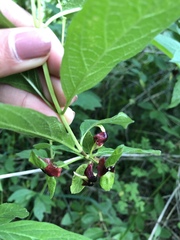 Lonicera involucrata involucrata
