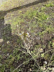 Arabidopsis thaliana