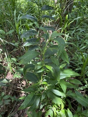 Struchium sparganophorum