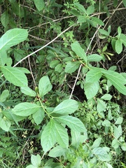 Lonicera involucrata involucrata