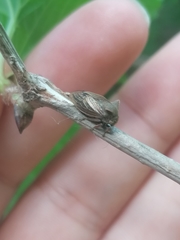 Centrotus