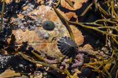 Cellana radians