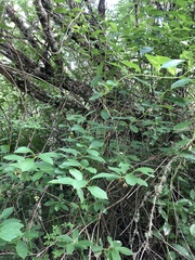 Lonicera involucrata involucrata