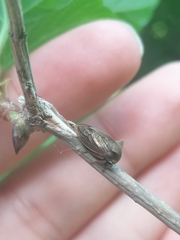 Centrotus