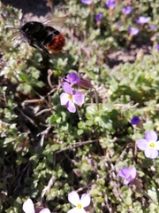 Bombus lapidarius