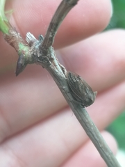 Centrotus