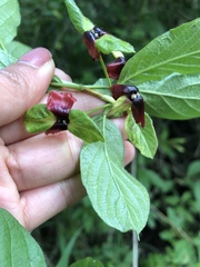Lonicera involucrata involucrata