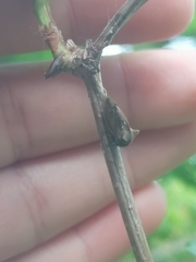 Centrotus