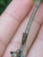Centrotus