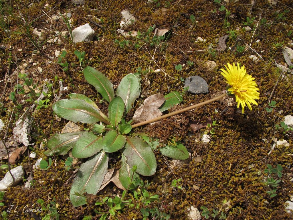 Obovata