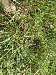 Orgichneumon calcatorius